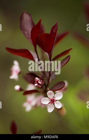 Purple leaf sand Kirsche (Prunus x cistena) wächst auf einem Busch im Frühjahr in Massachusetts. Stockfoto