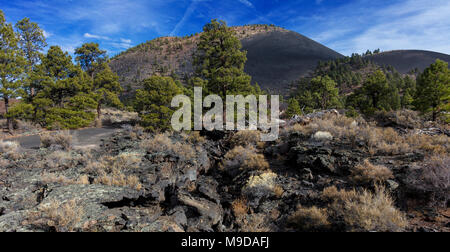 Kiefer & Schlackenkegel, Sunset Crater National Monument, AZ Stockfoto