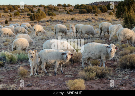Schafe Hunde hüten Schafe, Northern Arizona Stockfoto