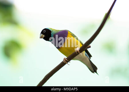 Black-headed männlichen Gouldian Finch, auch bekannt als rainbow Finch oder Goulds Fink, hocken auf einem Zweig. Stockfoto