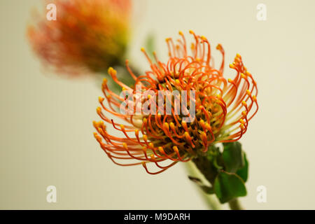 Nadelkissen Protea (Leucospermum cordifolium) in hellen orange auf neutralem Hintergrund. Stockfoto