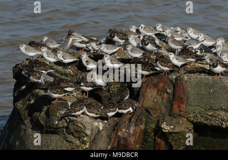 Eine Herde von Sanderling (Calidris alba) und der alpenstrandläufer (Calidris alpina) und Turnstone (Arenaria interpres) auf eine konkrete Struktur bei Flut thront. Stockfoto