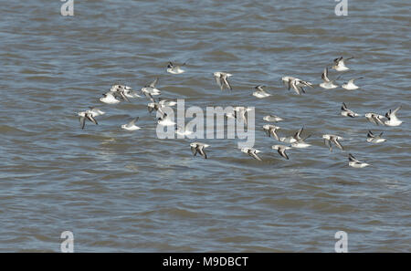 Eine Herde von atemberaubenden Sanderling (Calidris alba) und der alpenstrandläufer (Calidris alpina) Fliegen über dem Meer bei Flut in Kent, Großbritannien. Stockfoto