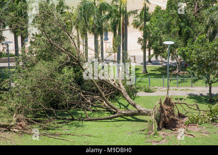 Erhöhte Ansicht über große gefallenen Baum nach dem Zyklon Marcus die Waterfront in Darwin, Australien hit Stockfoto