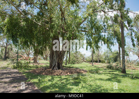 Gefallenen baum Rückstände am Bicentennial Park und großen Banyan Tree nach dem Zyklon Marcus in Darwin, Australien Stockfoto