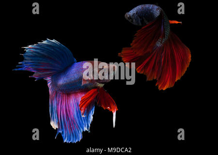 Siamese fighting fish, Half Moon langen roten Schwanz (HMPK) kämpfen mit blauer langer Schwanz, Betta splendens auf schwarzem Hintergrund isoliert. Stockfoto