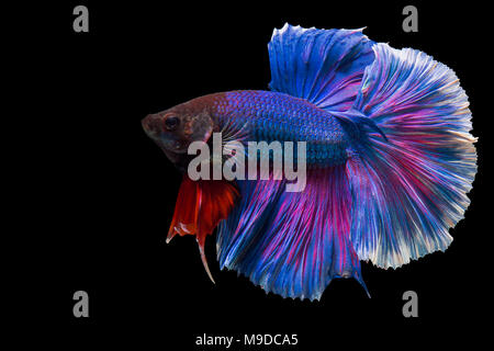 Siamese fighting fish, Half Moon langen blauen Schwanz (HMPK), Betta splendens auf schwarzem Hintergrund isoliert. Stockfoto