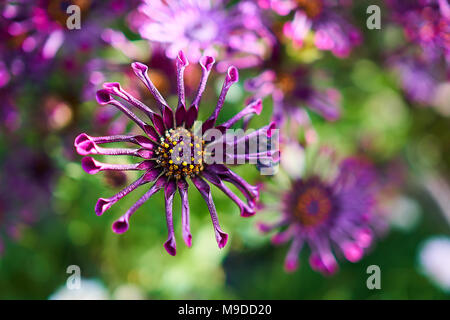 Nachgestellte African Daisy mit lila Blüten und Gelb und Violett Staubblatt in der Mitte in kreisförmiger entfernt. Stockfoto