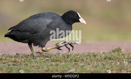 Seitenansicht portrait einer eurasischen Blässhuhn, Fulica atra, Wandern im Gras mit foof bis Stockfoto