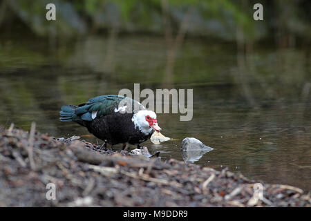 Inländische Muscovy Duck, Cairina moschata Domestica, schlendern durch einen Teich Stockfoto