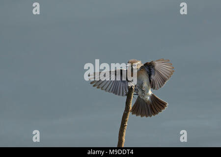 Eurasischen, schwarzkehlchen Saxicola rubicola, im Flug mit offenen Flügeln und Schwanz Vorderansicht Stockfoto