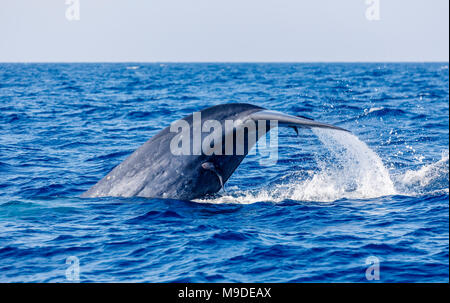 Blauwal (Balaenoptera musculus) Schwanzflosse mit suckerfish gesehen beim Whale Watching in Weligama, Mirissa, Lakkadiven, Südküste von Sri Lanka Stockfoto