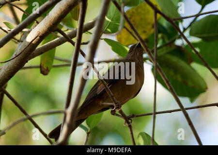 Lehmfarbenen Thrush in Laguna de Apoyo, Nicaragua Stockfoto