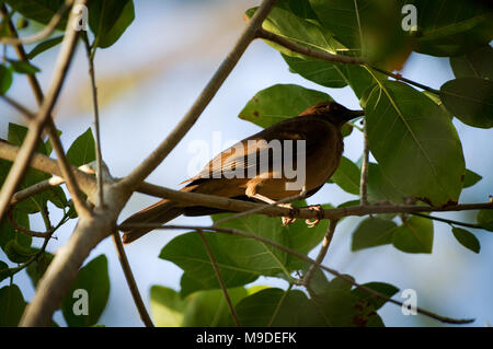 Lehmfarbenen Thrush in Laguna de Apoyo, Nicaragua Stockfoto