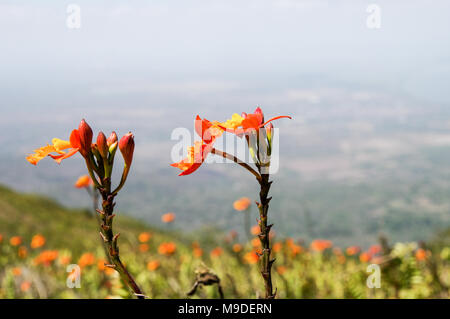 Epidendrum radicans (Spanish flag Orchidee) Blüte im Volcan Mombacho Nationalpark in Nicaragua Stockfoto