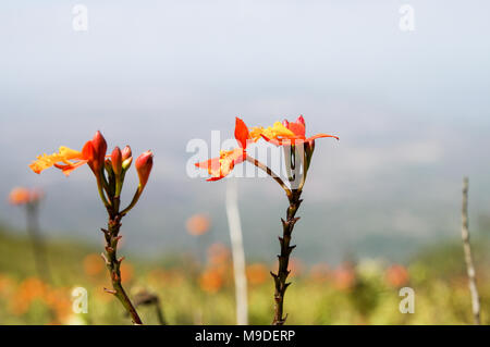 Epidendrum radicans (Spanish flag Orchidee) Blüte im Volcan Mombacho Nationalpark in Nicaragua Stockfoto