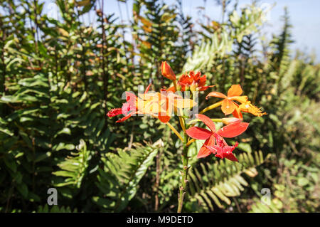 Epidendrum radicans (Spanish flag Orchidee) Blüte im Volcan Mombacho Nationalpark in Nicaragua Stockfoto