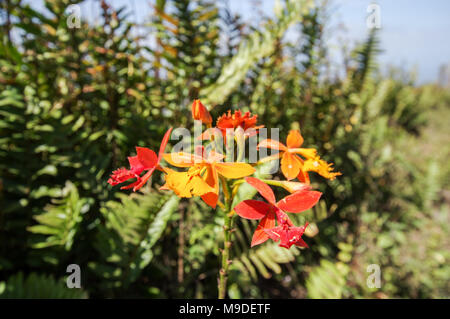 Epidendrum radicans (Spanish flag Orchidee) Blüte im Volcan Mombacho Nationalpark in Nicaragua Stockfoto