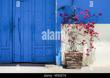 Rosafarbene Bougainvillea in einem Blumentopf neben einem dekorativen türkis Tor in der Kolonialstadt Granada in Nicaragua, Mittelamerika Stockfoto