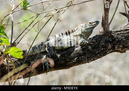 Iguana Faulenzen auf einer schattigen Niederlassung an der Westküste von Nicaragua Stockfoto