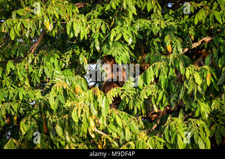 Spider Affe in einem Baum auf dem Inselchen von Granada in Nicaragua Stockfoto