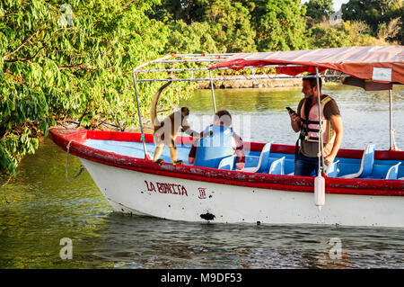 Bootstouren stoppen Klammeraffen auf die Inseln von Granada in Nicaragua zu beobachten Stockfoto