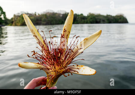 Hand mit einem pachira Aquatica (Money Tree) Blüte vor dem Hintergrund der Inseln von Granada in Nicaragua, Mittelamerika Stockfoto