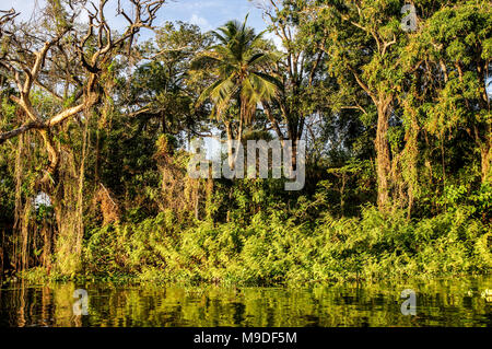 Üppige Vegetation, die die kleinen Inseln von Granada in Nicaragua. Stockfoto