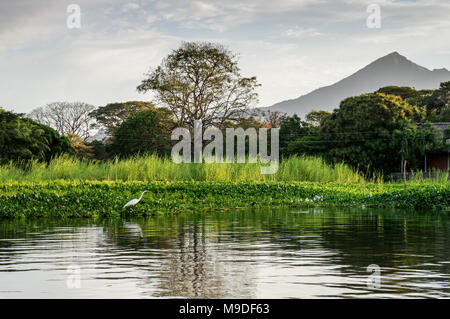 Silberreiher in Isletas de Granada mit Mombacho Vulkan im Hintergrund (Nicaragua) Stockfoto