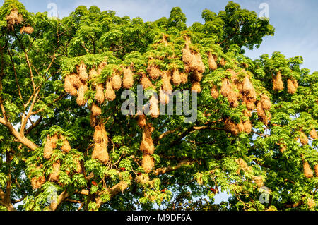 Sunlit Nester von Montezuma oropendola in die Inseln von Granada in Nicaragua Stockfoto