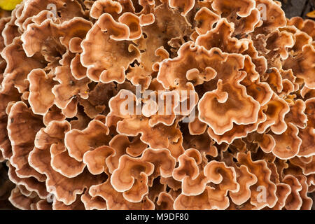 Ein Beispiel für eine zone Rosette Pilz Podoscypha multizona wächst an Oak Tree Wurzeln auf dem Waldboden, Hampshire England UK GB Stockfoto