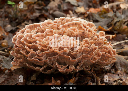 Ein Beispiel für eine zone Rosette Pilz Podoscypha multizona wächst an Oak Tree Wurzeln auf dem Waldboden, Hampshire England UK GB Stockfoto