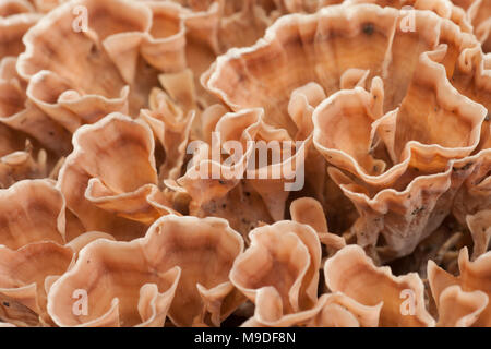 Ein Beispiel für eine zone Rosette Pilz Podoscypha multizona wächst an Oak Tree Wurzeln auf dem Waldboden, Hampshire England UK GB Stockfoto