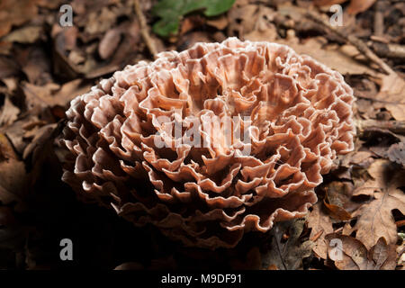 Ein Beispiel für eine zone Rosette Pilz Podoscypha multizona wächst an Oak Tree Wurzeln auf dem Waldboden, Hampshire England UK GB Stockfoto