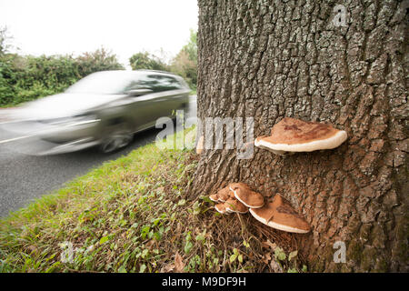 Ein Beispiel von Ganoderma resinaceum, der auf den Boden der straßenseitigen Eiche wächst, North Dorset England UK GB Stockfoto