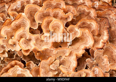 Ein Beispiel für eine zone Rosette Pilz Podoscypha multizona wächst an Oak Tree Wurzeln auf dem Waldboden, Hampshire England UK GB Stockfoto