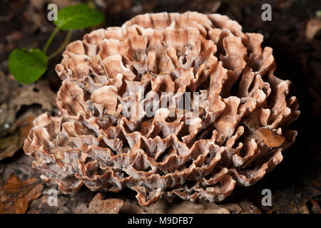 Ein Beispiel für eine zone Rosette Pilz Podoscypha multizona wächst an Oak Tree Wurzeln auf dem Waldboden, Hampshire England UK GB Stockfoto