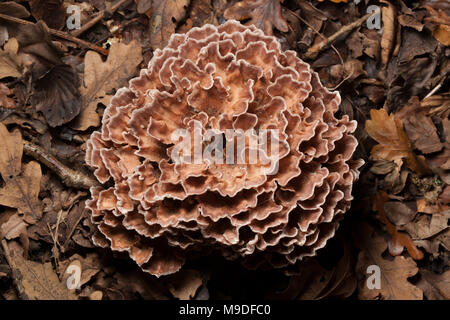 Ein Beispiel für eine zone Rosette Pilz Podoscypha multizona wächst an Oak Tree Wurzeln auf dem Waldboden, Hampshire England UK GB Stockfoto