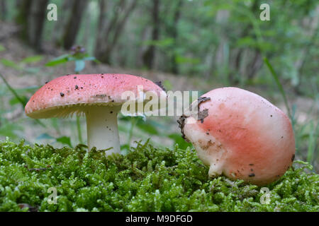 Psathyrella emetica var. Silvestris, allgemein bekannt als die Sickener, Übelkeit oder Erbrechen psathyrella Psathyrella, ungenießbar, giftig Wild Mushroom im natürlichen Lebensraum Stockfoto