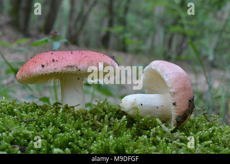 Psathyrella emetica var. Silvestris, allgemein bekannt als die sickener, Übelkeit oder Erbrechen psathyrella Psathyrella, ungenießbar, giftig Wild Mushroom im natürlichen Lebensraum Stockfoto