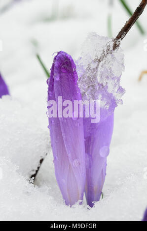 Der frühe Frühling Krokusse blühen im späten Schnee mit ein Stück Eis auf Blütenblätter Stockfoto
