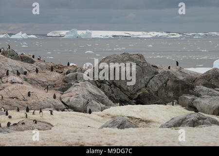 Eine Kolonie von Gentoo Pinguine in der Antarktis Stockfoto