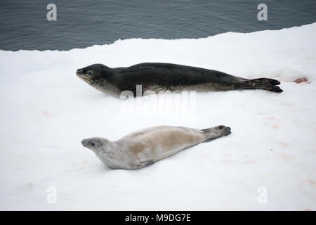 Ein Seeleopard (Hydrurga leptonyx) und einem Krabbenesser (Lobodon carcinophaga) ruht auf einem Eisberg in der Antarktis Stockfoto