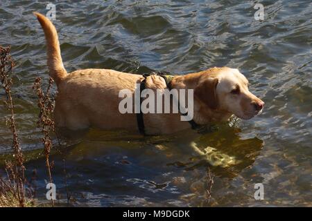 Buster der Golden Labrador Retriever genießen kühlen Wasser in einem See, während auf seinem Spaziergang Stockfoto