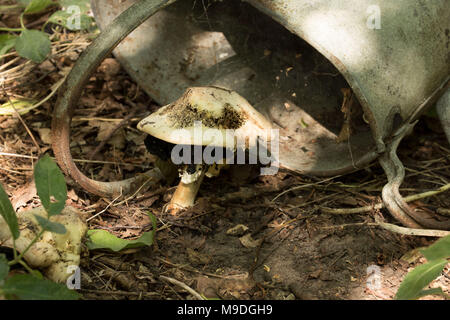 Pilze in verworfen Gartenbewässerung wachsen kann auf einem Waldboden, Rundumleuchte Holz Country Park, Kent, England, Vereinigtes Königreich Stockfoto
