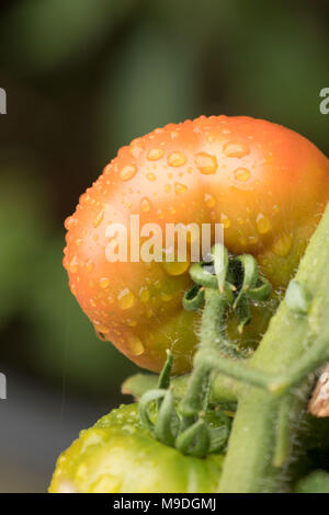 Grüne beefsteak Tomaten und Blätter auf Weinbau natürlich und nicht-kommerziell in einem Urban Garden in London, England, Europa Stockfoto