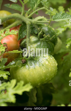 Grüne beefsteak Tomaten und Blätter auf Weinbau natürlich und nicht-kommerziell in einem Urban Garden in London, England, Europa Stockfoto