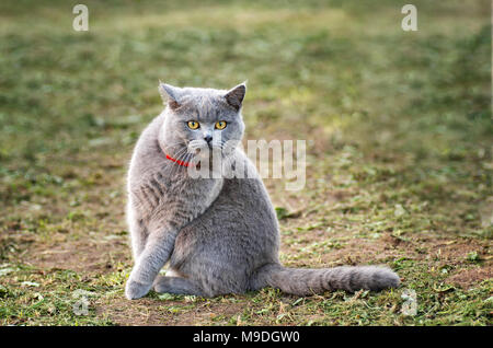 Katze Rasse Britisch Kurzhaar ist auf grünem Gras im Garten. Porträt der britischen kurze Haare Katze nach Nahrung suchen. Stockfoto