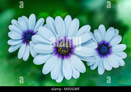 Weißen Cape daisy oder African Daisy oder Ox-eye Dimorphotheca sinuata pluvialis oder auch genannt osteospermum Rosa und Weiß mit Deep Purple in Flow Stockfoto