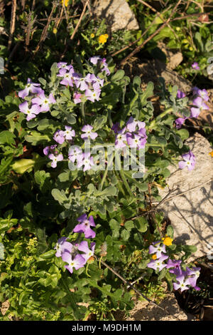 Blumen unter den Felsen in den Kirstenbosch Botanischen Gärten, Garden Route, Südafrika Stockfoto